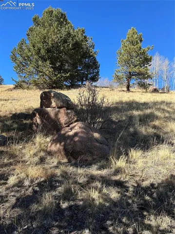 a view of a yard with a tree