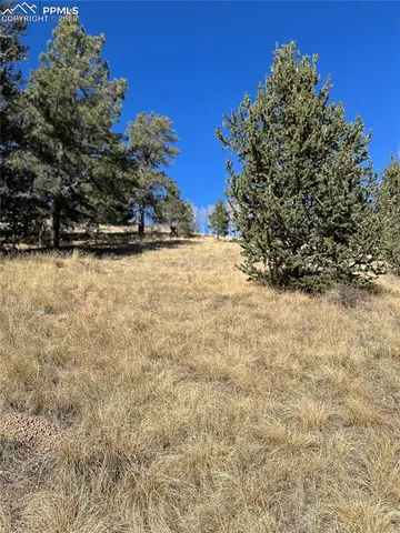 a view of a yard with large trees