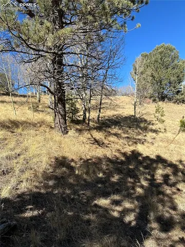 a view of a yard with trees