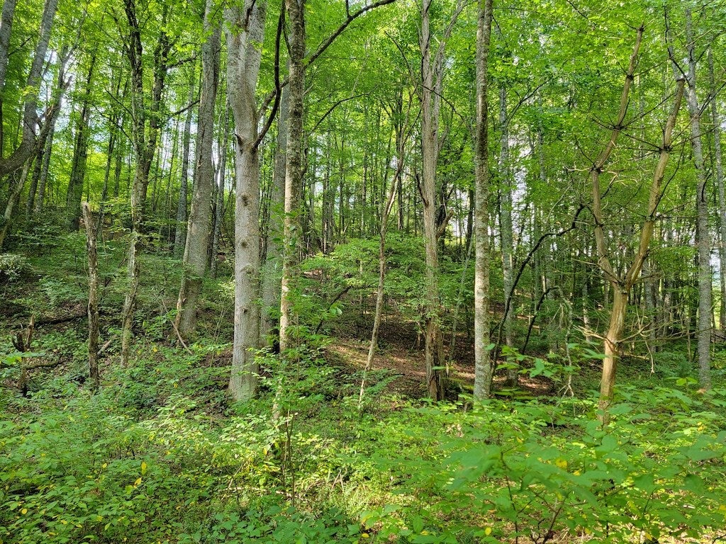 Tbd York Ridge Road Mouth Of Wilson, VA 24363 - Photo 23 of 28 Gallery Image 23