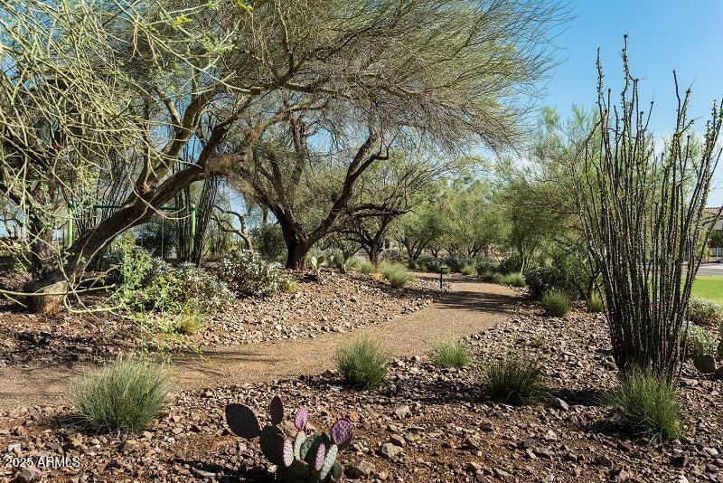 2232 West Chisum Trail Phoenix, AZ 85085 - Photo 48 of 75 a view of a yard with plants and large trees