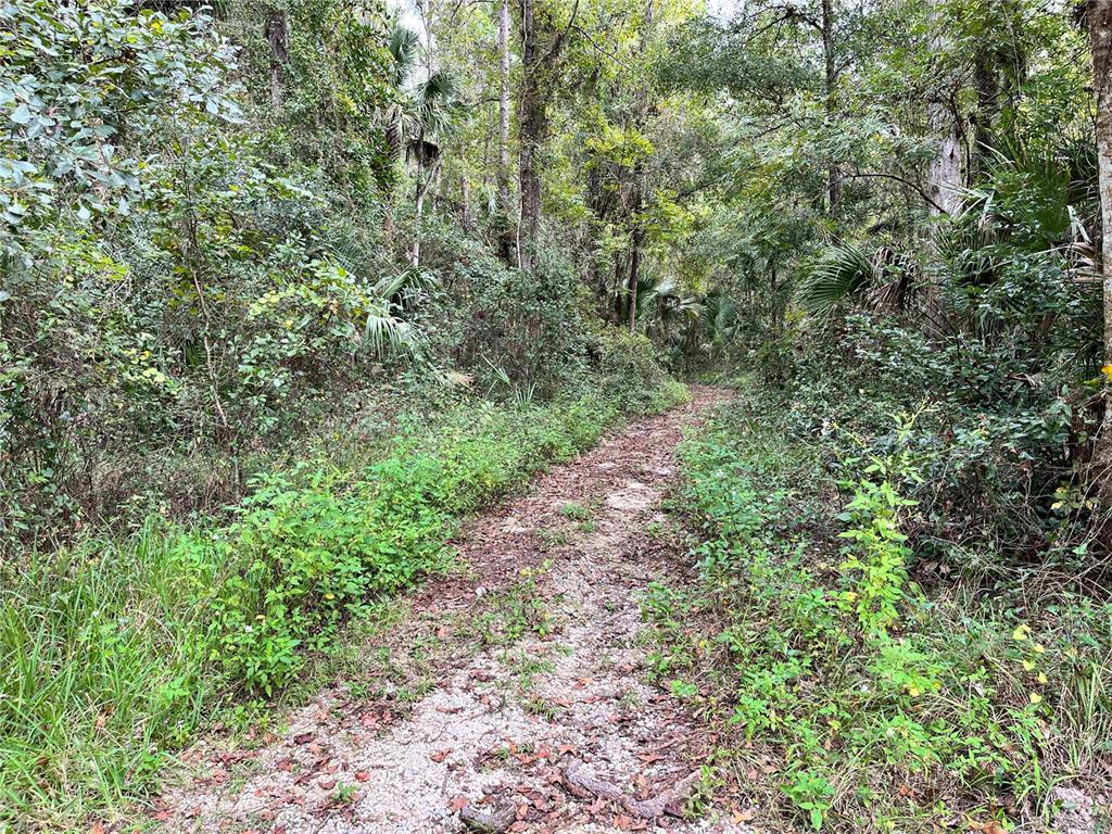 2875 Northeast 102nd Ave Road Silver Springs, FL 34488 - Photo 56 of 68 a view of a forest with plants and large trees