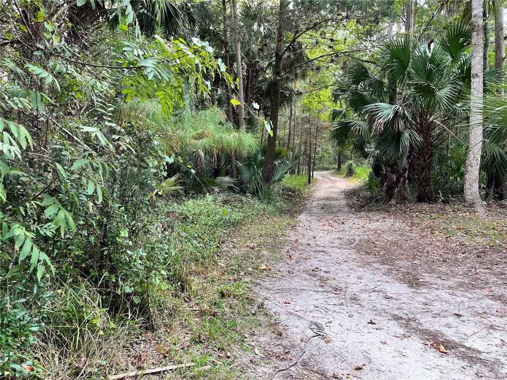 2875 Northeast 102nd Ave Road Silver Springs, FL 34488 - Photo 57 of 68 a view of a forest that has a tree