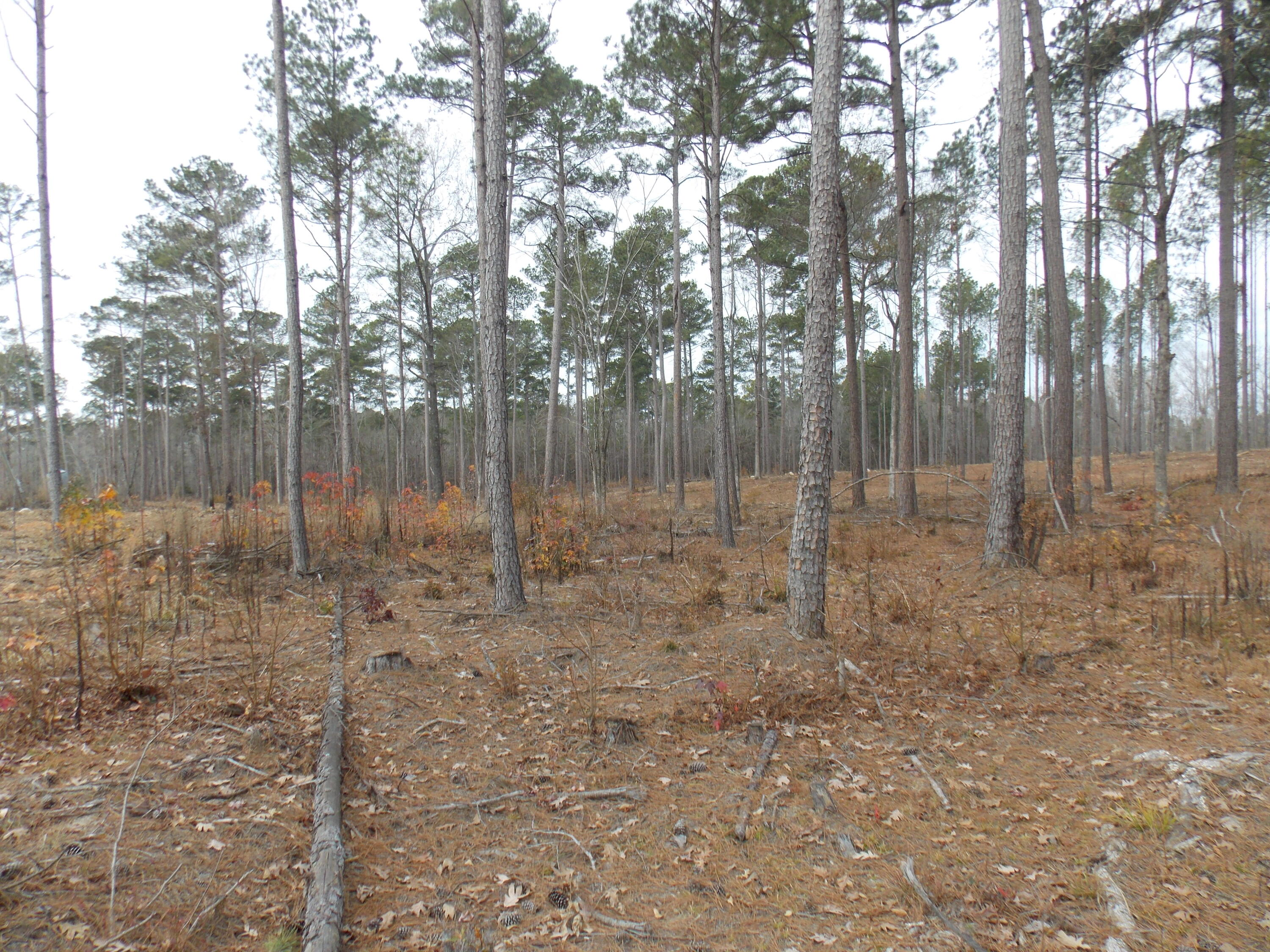 4 East Mosley Road Lincolnton, GA 30817 - Photo 2 of 3 DSCN3447