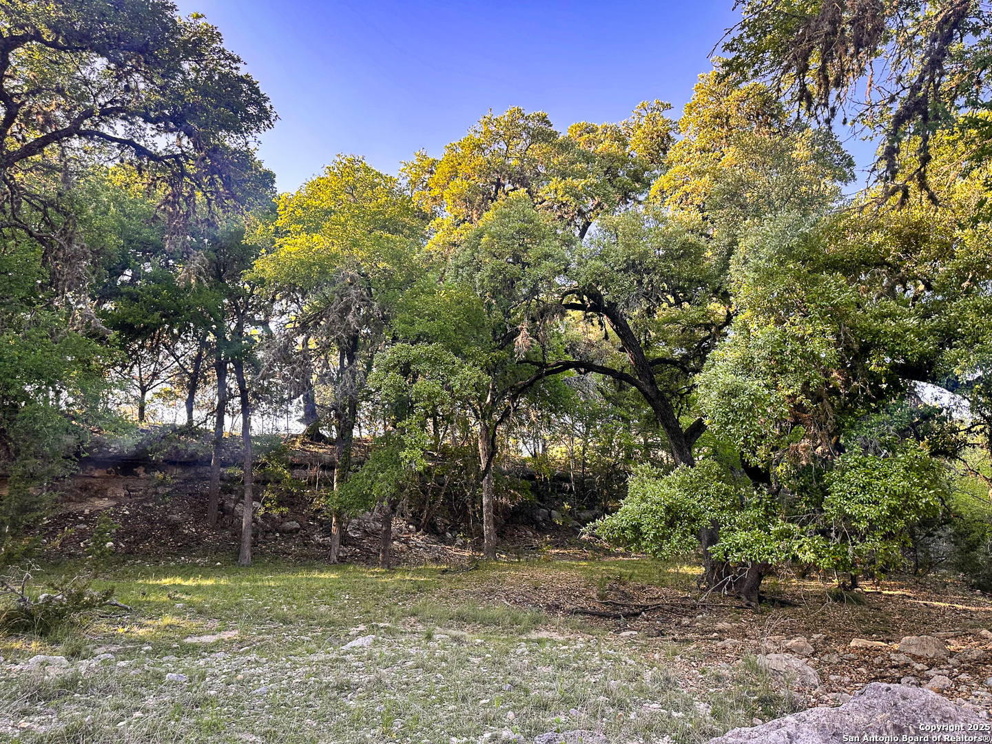 Lot 12 Brown Saddle Bandera, TX 78003 - Photo 7 of 18 a view of a yard with large trees