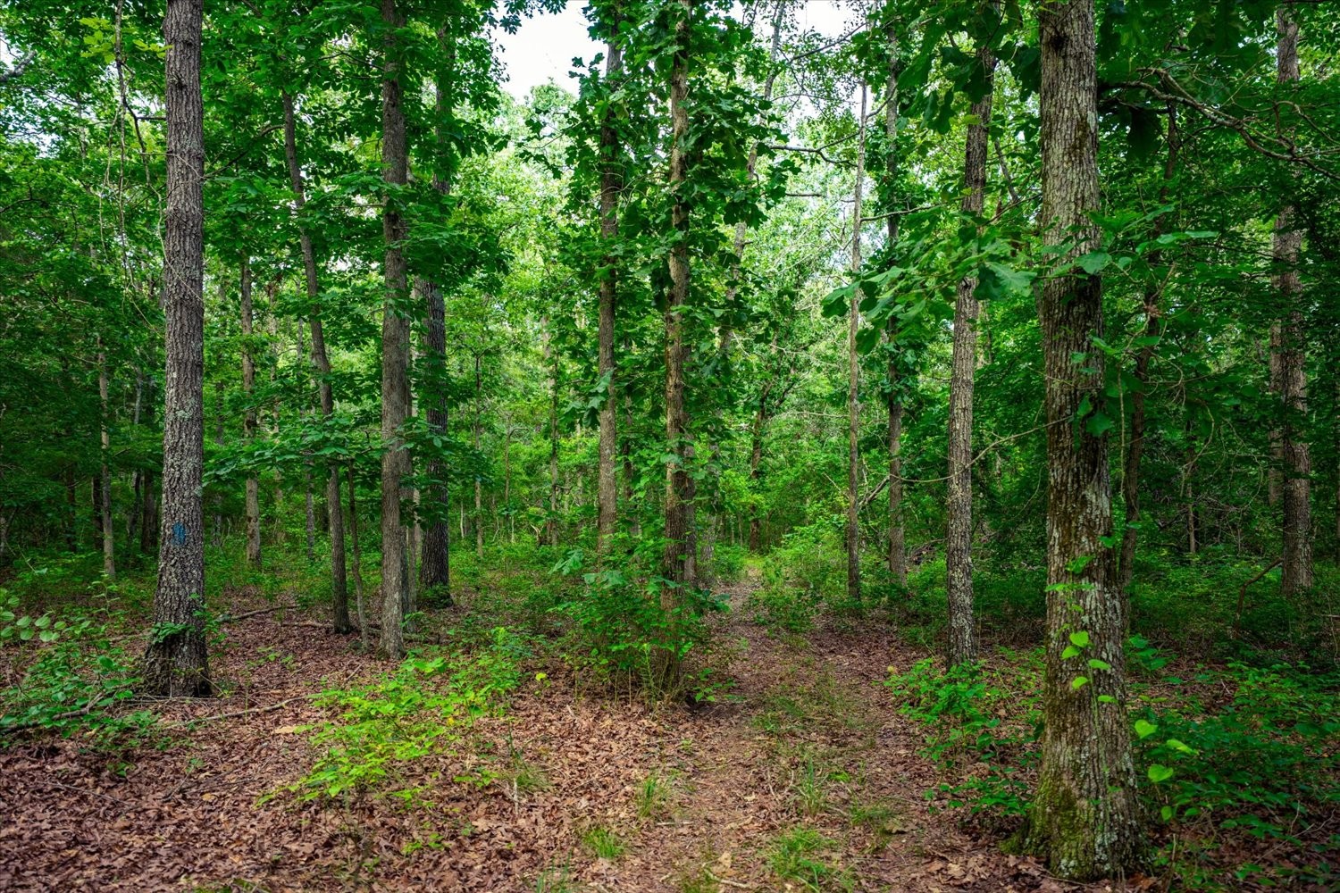 124 Napier Road Hohenwald, TN 38462 - Photo 82 of 83