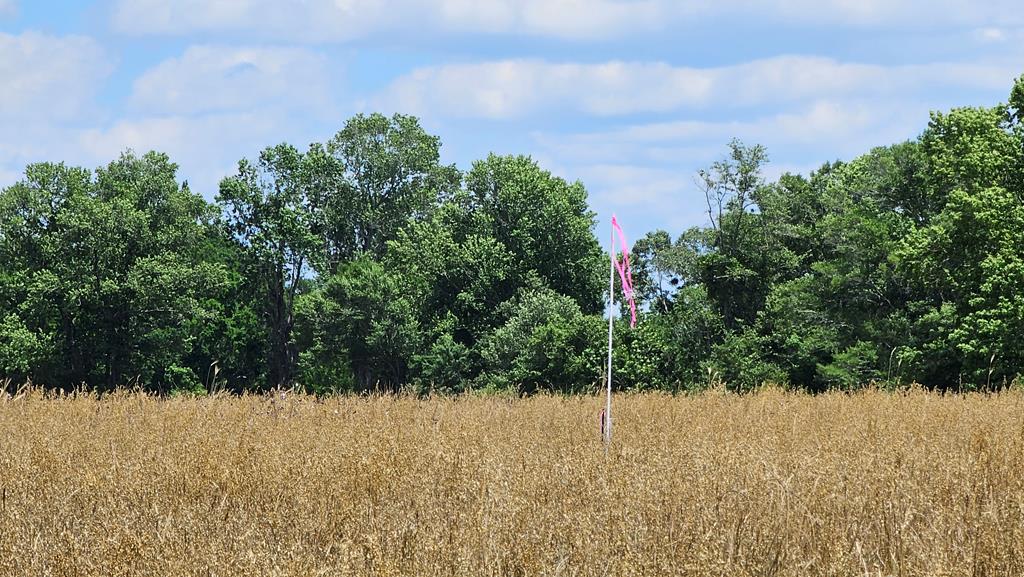92 County Road 92 Slocomb, AL 36375 - Photo 36 of 58