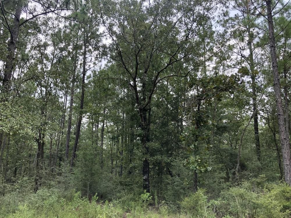 0 Private Road McIntosh, AL 36553 - Photo 3 of 21