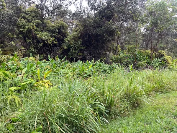 a view of a garden with plants