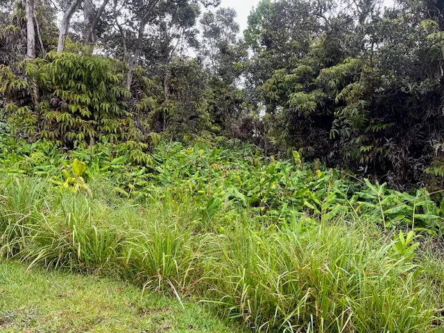 a view of a lush green forest
