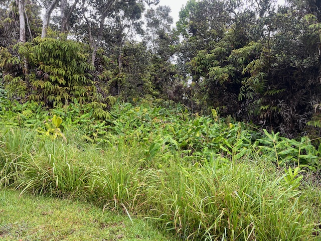 42 Lot Volcano, HI 96785 - Photo 5 of 6