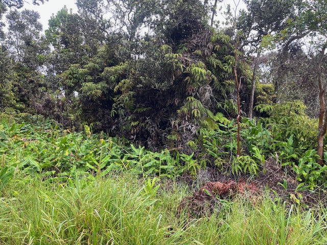 42 Lot Volcano, HI 96785 - Photo 6 of 6