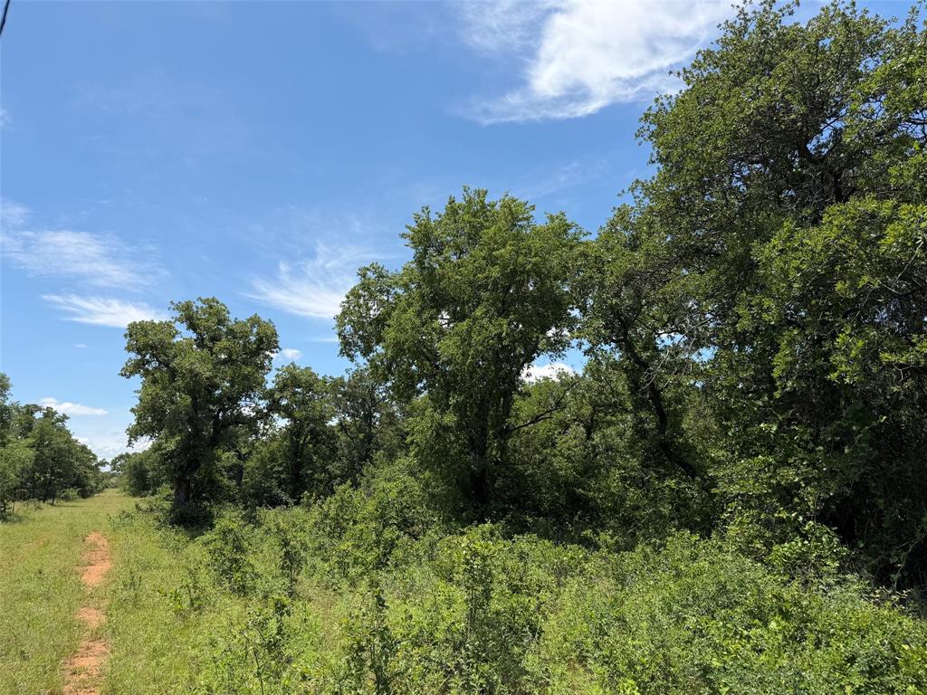 0 Rux Road Olney, TX 76374 - Photo 9 of 12 a view of a bunch of trees