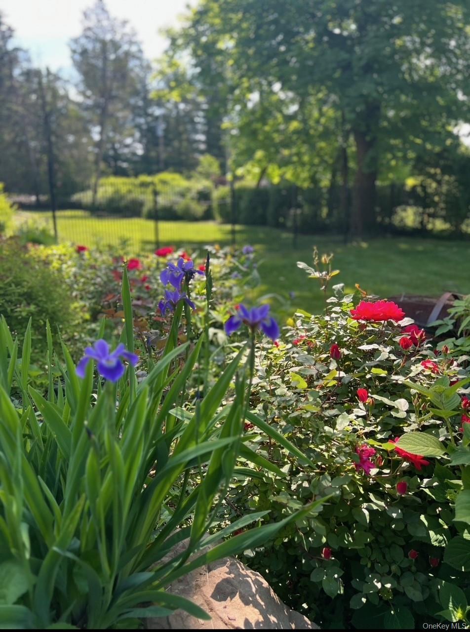 66 Mamaroneck Road Scarsdale, NY 10583 - Photo 42 of 47 Gorgeous perennial gardens to be enjoyed all summer long.