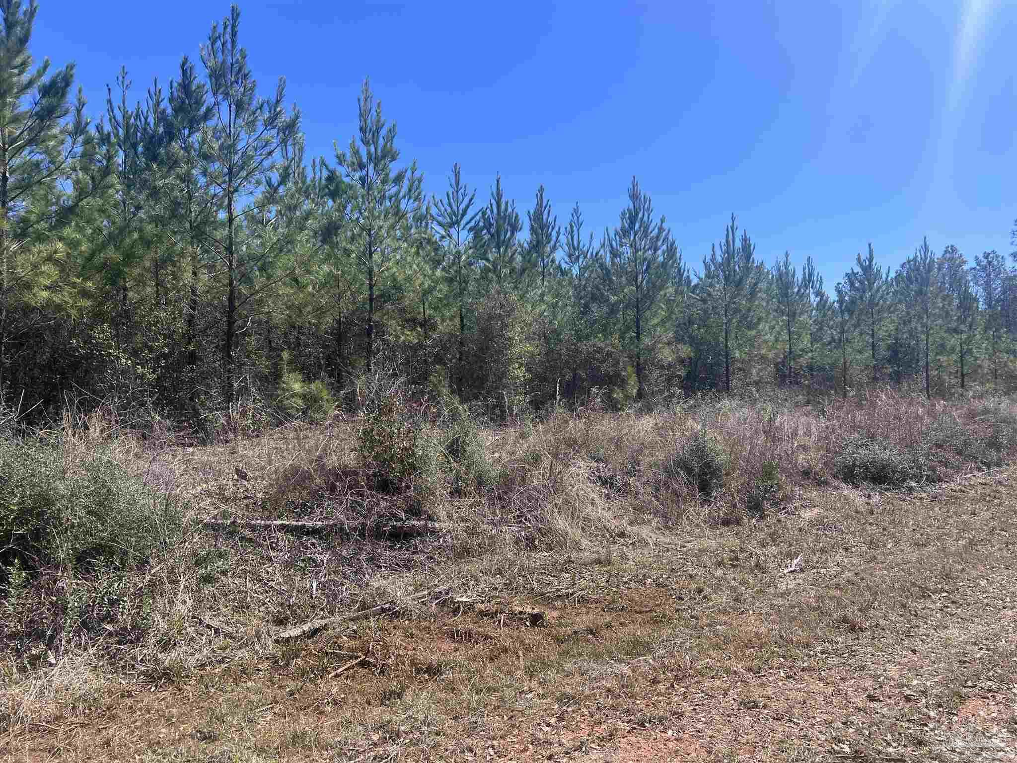 10 Robinsonville Road Atmore, AL 36502 - Photo 15 of 25 a view of a forest with trees in the background