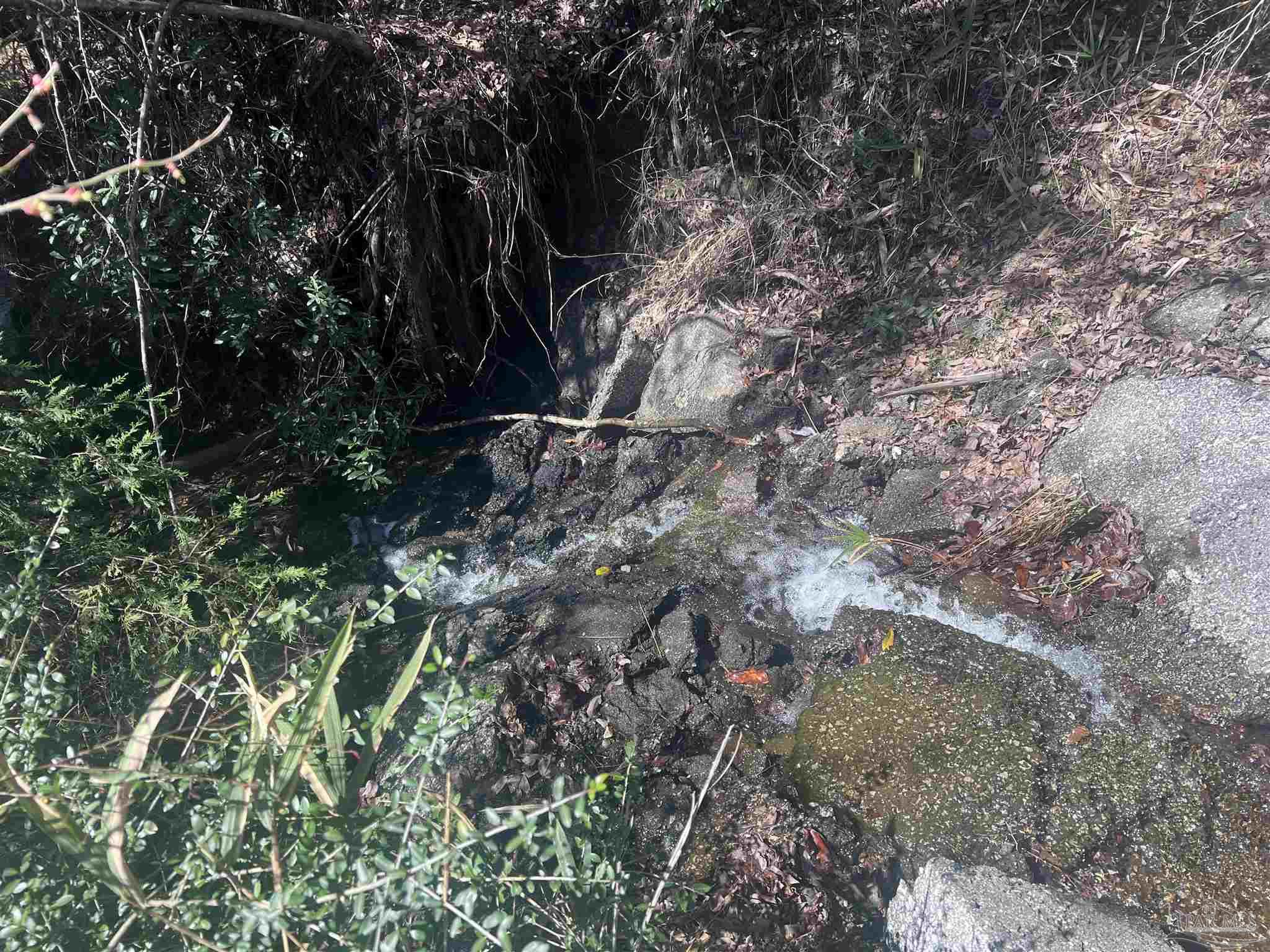 10 Robinsonville Road Atmore, AL 36502 - Photo 24 of 25 a view of a forest with a tree