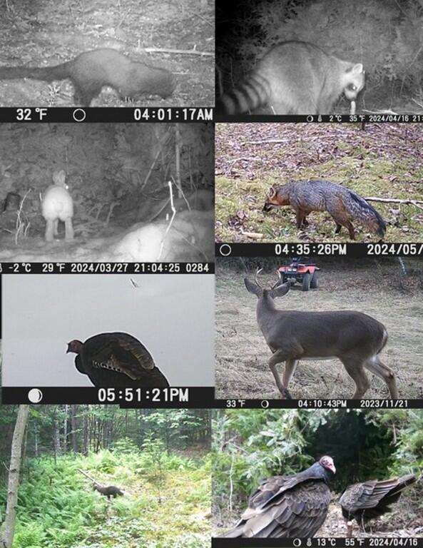 80 Wheaton Way Bradford, ME 04410 - Photo 35 of 41 37-Hunting (Copy)