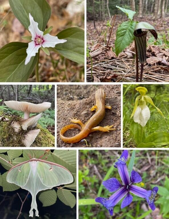 80 Wheaton Way Bradford, ME 04410 - Photo 36 of 41 38-Nature (Copy)