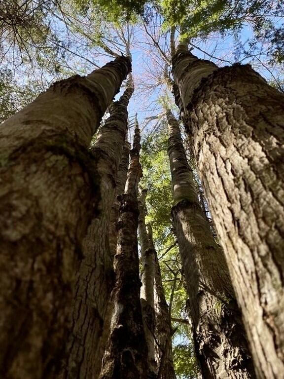 80 Wheaton Way Bradford, ME 04410 - Photo 37 of 41 39-Trees (Copy)