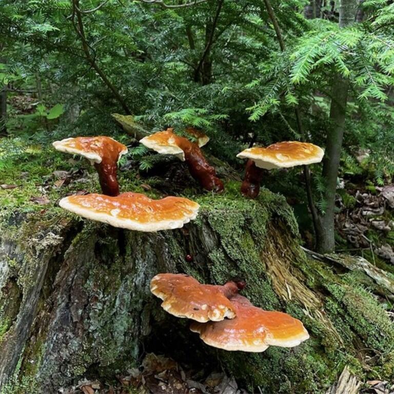 80 Wheaton Way Bradford, ME 04410 - Photo 41 of 41 43-Mushrooms (Copy)