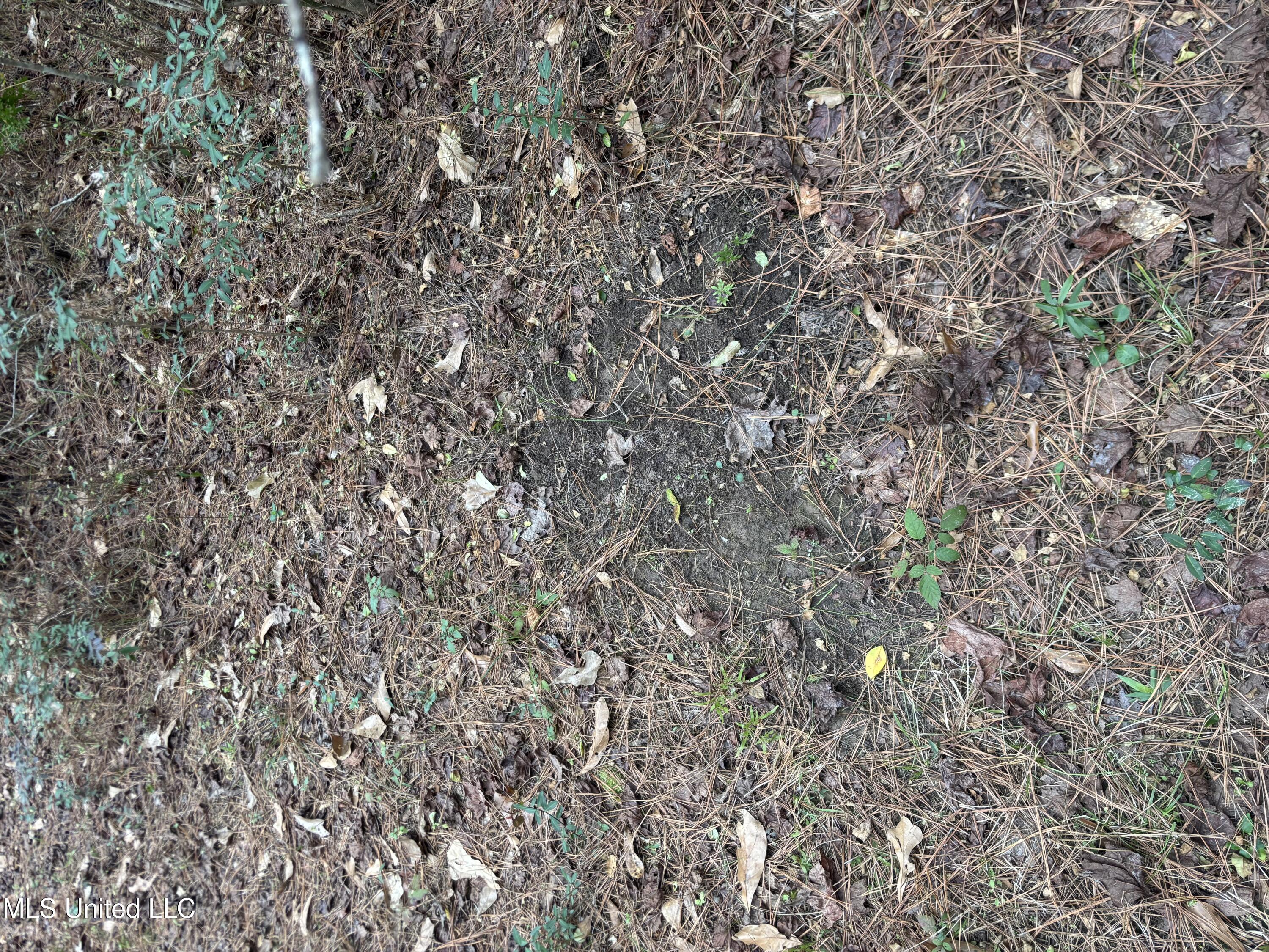 0 Magnolia Progress Road Magnolia, MS 39652 - Photo 15 of 30 IMG_2477