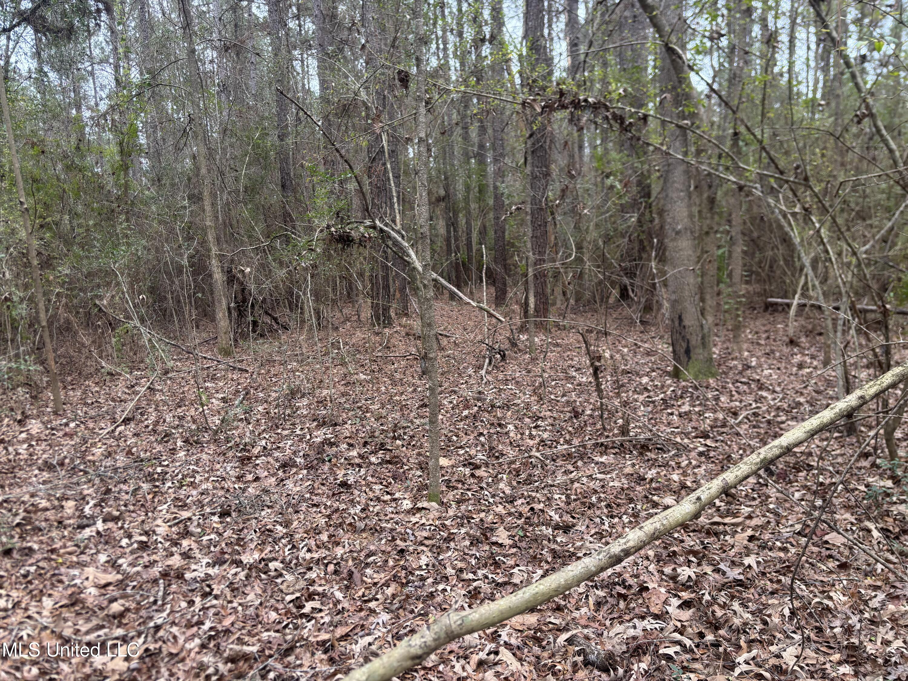 0 Magnolia Progress Road Magnolia, MS 39652 - Photo 21 of 30 IMG_2483