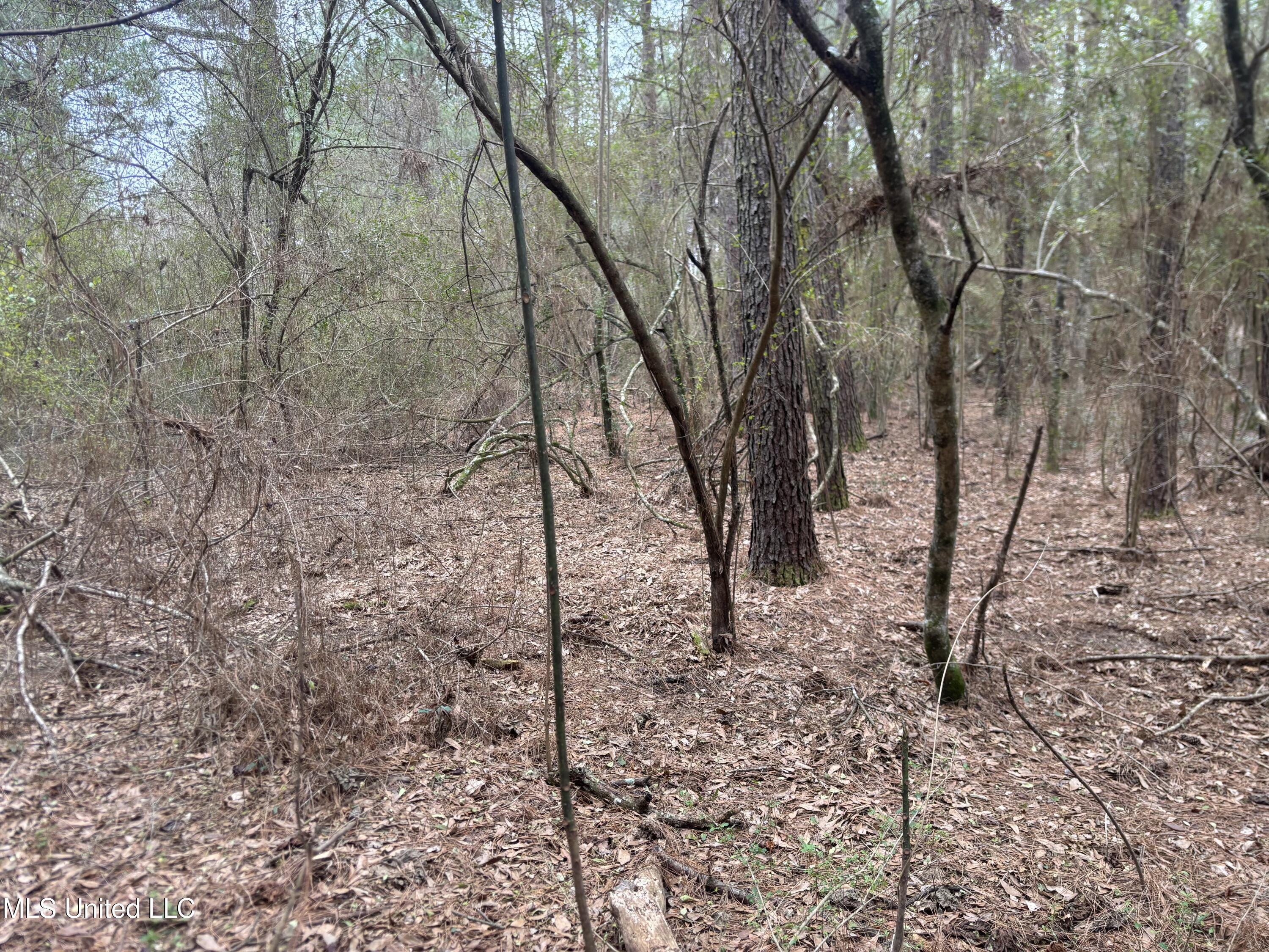 0 Magnolia Progress Road Magnolia, MS 39652 - Photo 22 of 30 IMG_2485