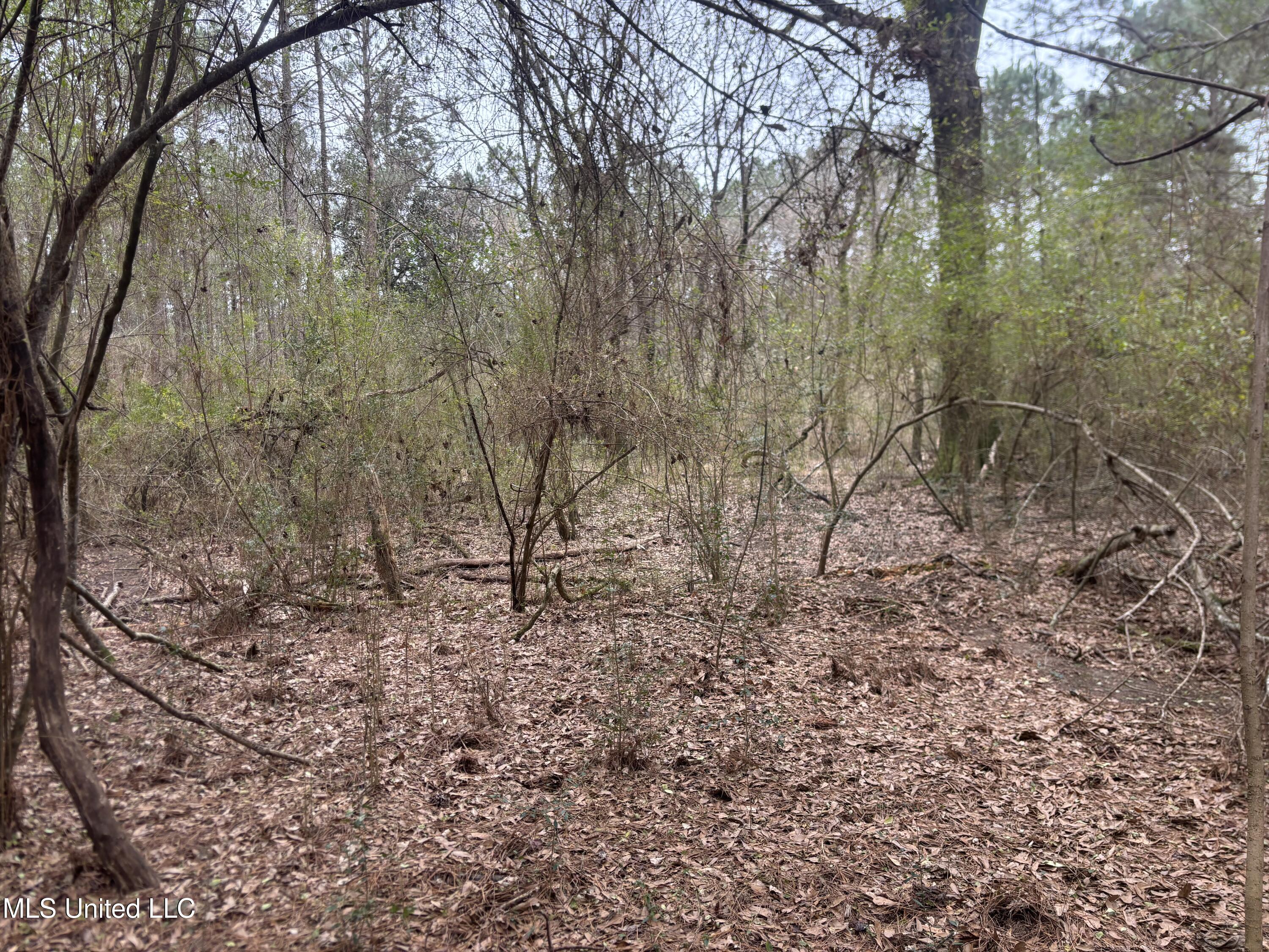 0 Magnolia Progress Road Magnolia, MS 39652 - Photo 24 of 30 IMG_2486