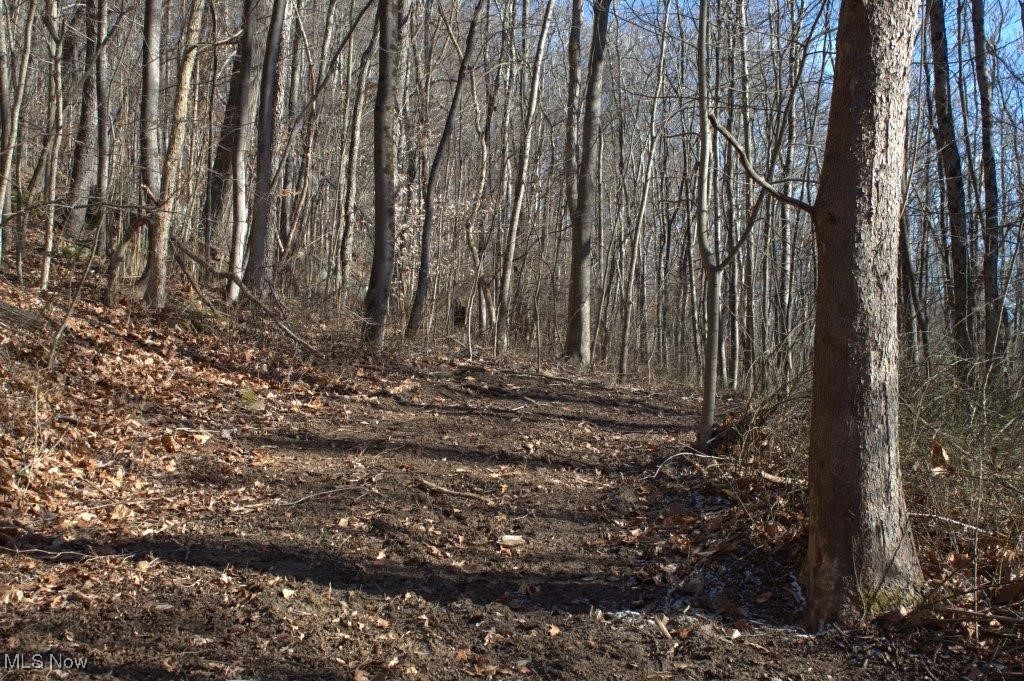 72152 Bates Road Kimbolton, OH 43749 - Photo 2 of 22 View of nature