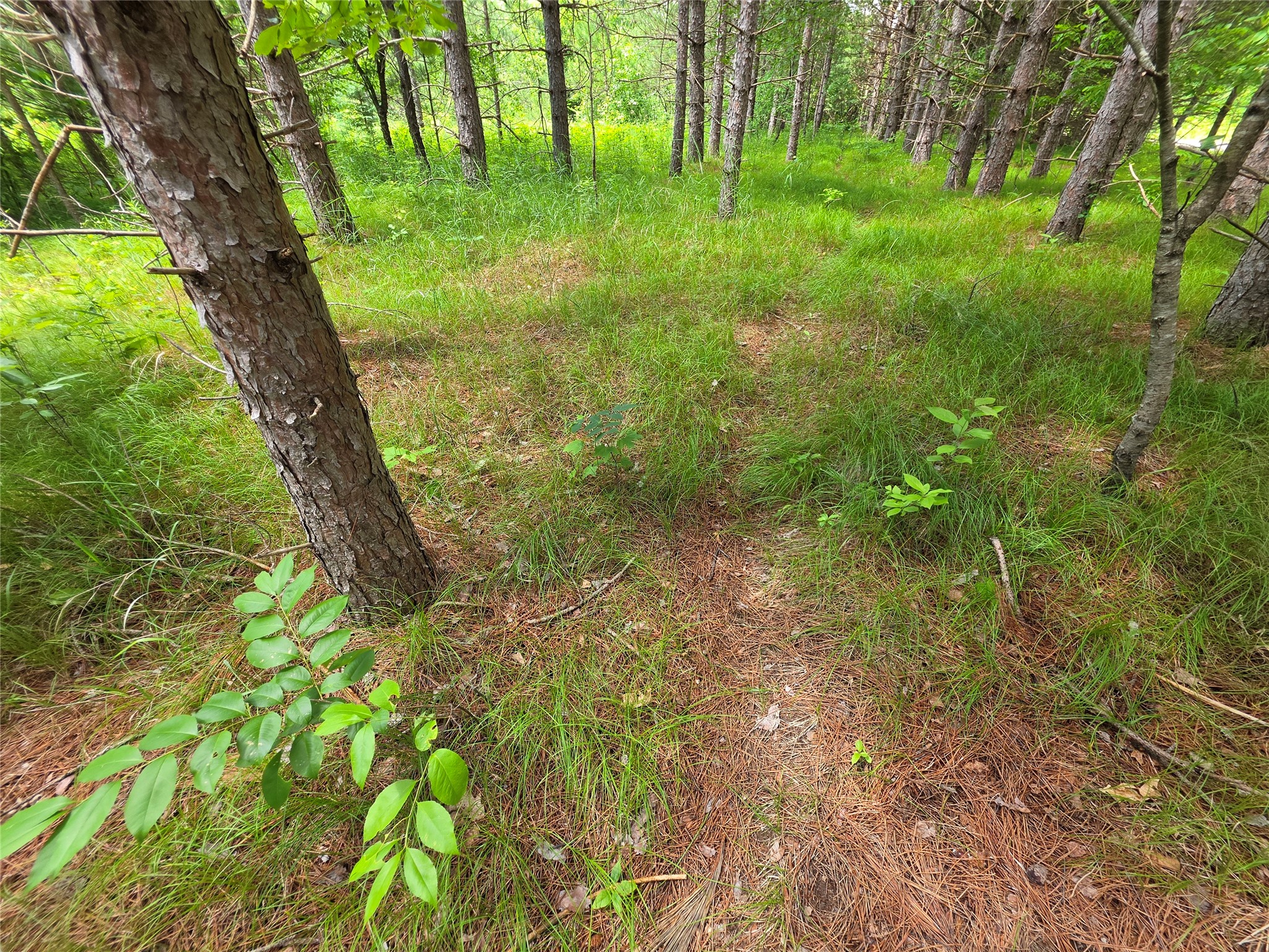 20-acres Adams Road Bruce, WI 54819 - Photo 9 of 14