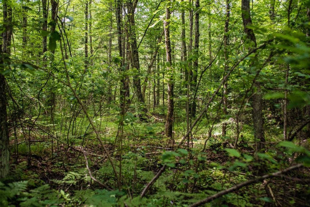 Off Bluebell Road Deerbrook, WI 54424 - Photo 10 of 15 Gallery Image 10