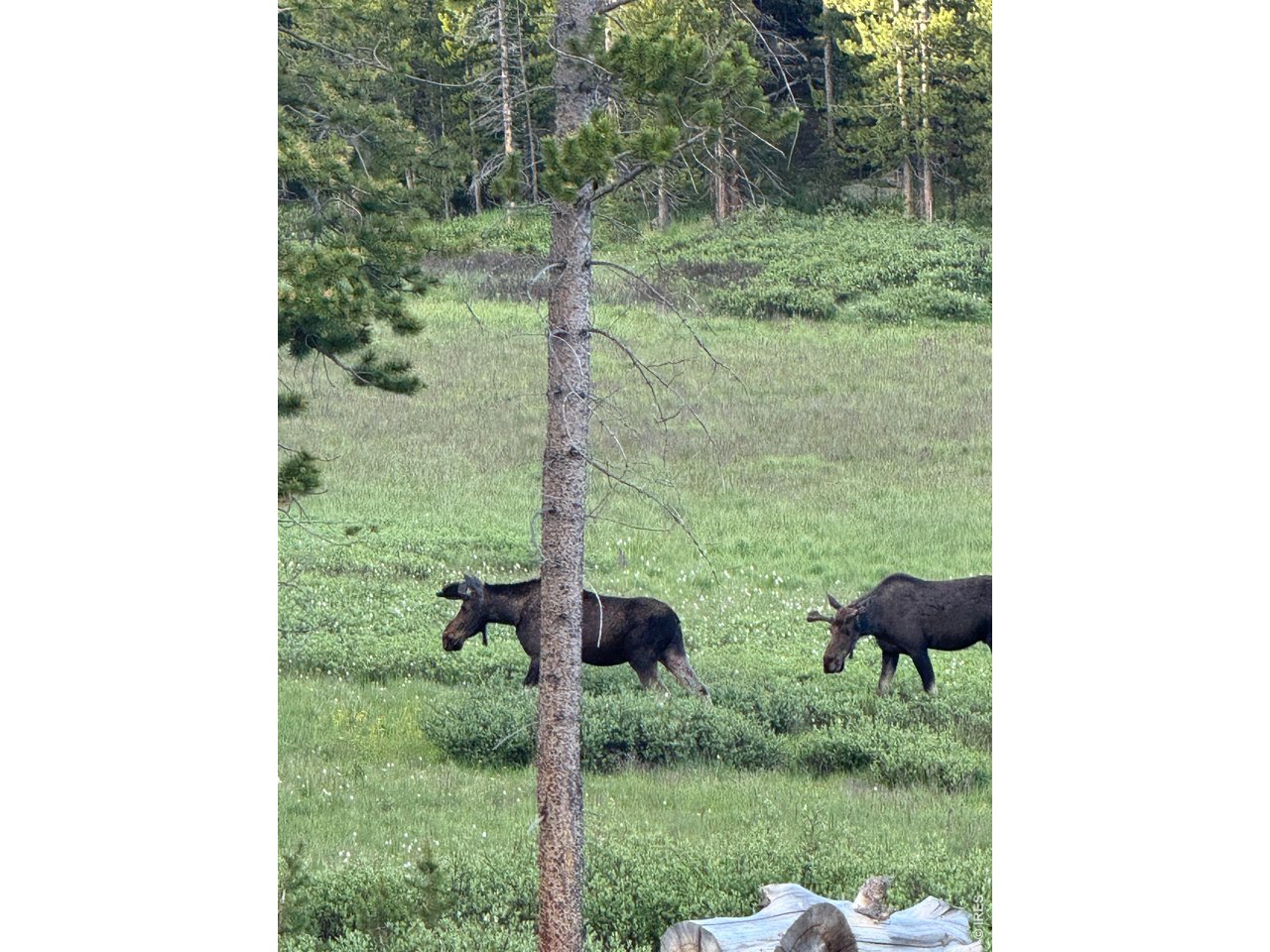 428 Rustic Road Bellvue, CO 80512 - Photo 40 of 43