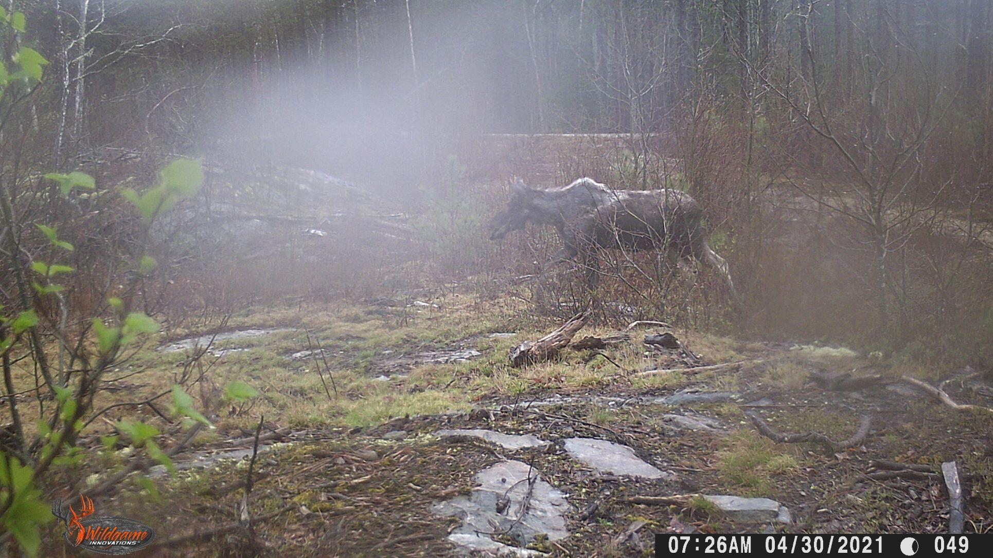 19 Foxtail Road Cherryfield, ME 04622 - Photo 8 of 43 RS-Running Moose.