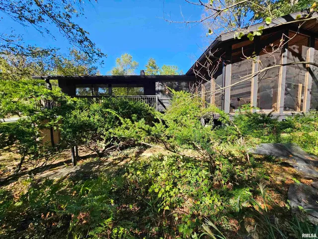 a view of a bunch of plants