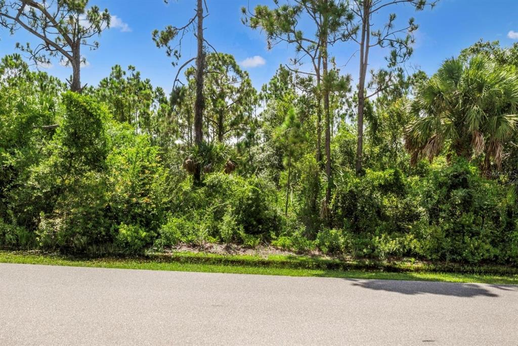 a view of a garden with a plant