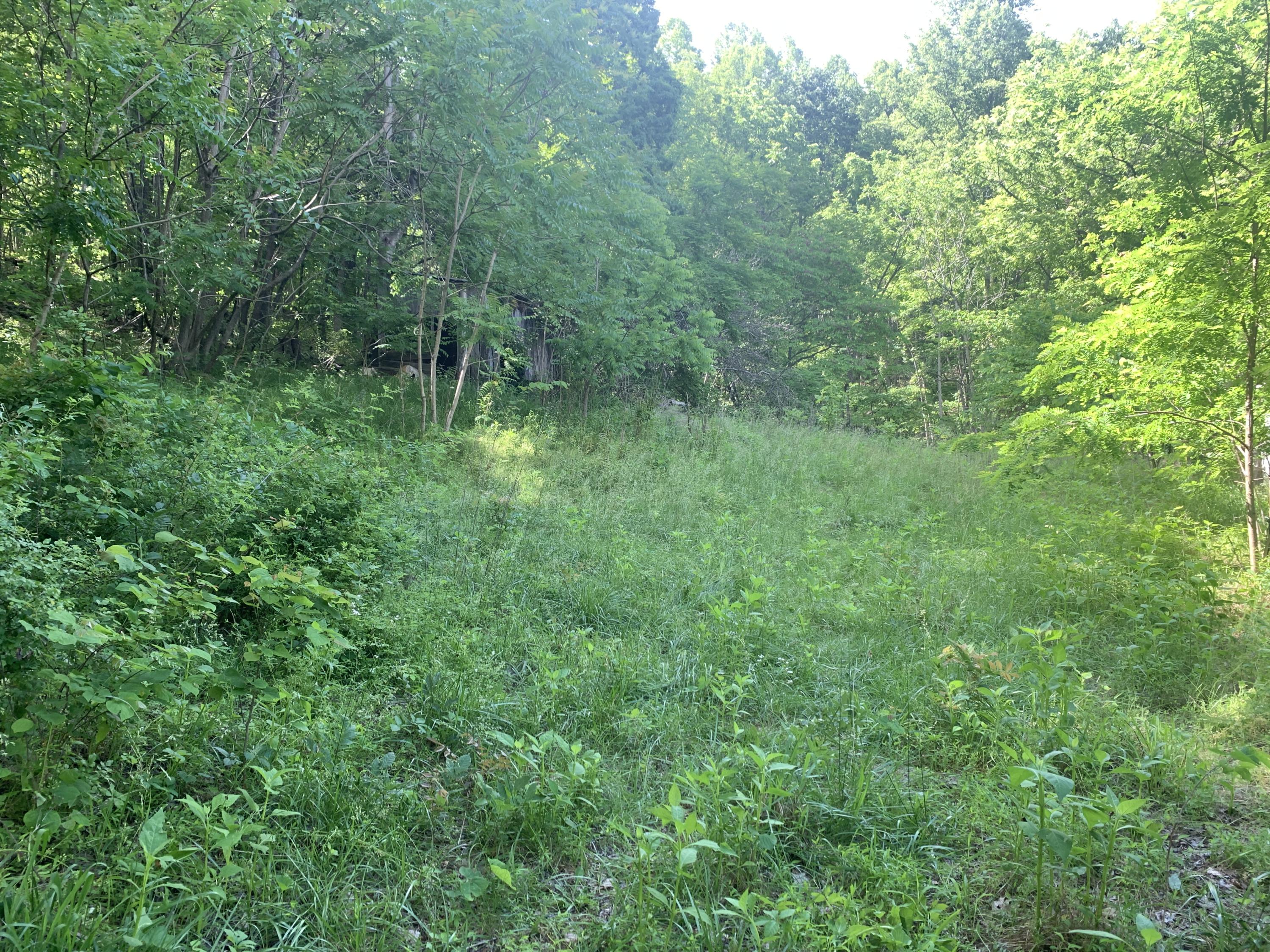 1003 Brown Hill Road Ferrum, VA 24088 - Photo 24 of 31 a view of a lush green forest