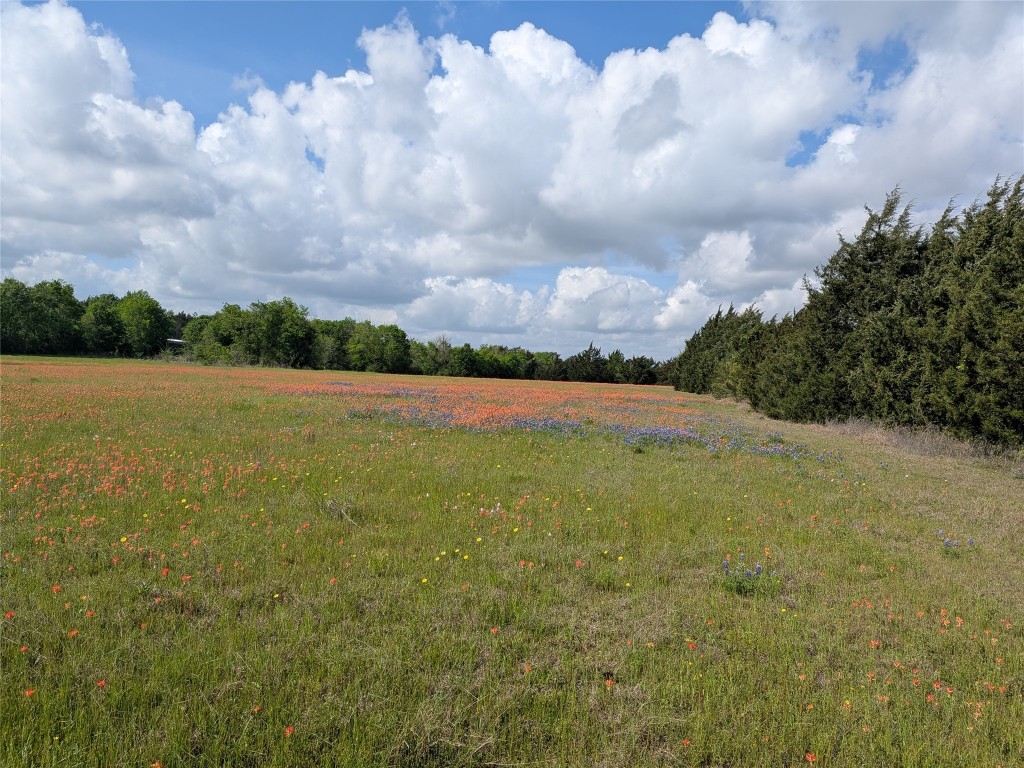 10 Fm 2562 Road Anderson, TX 77830 - Photo 15 of 34 a view of yard with green space