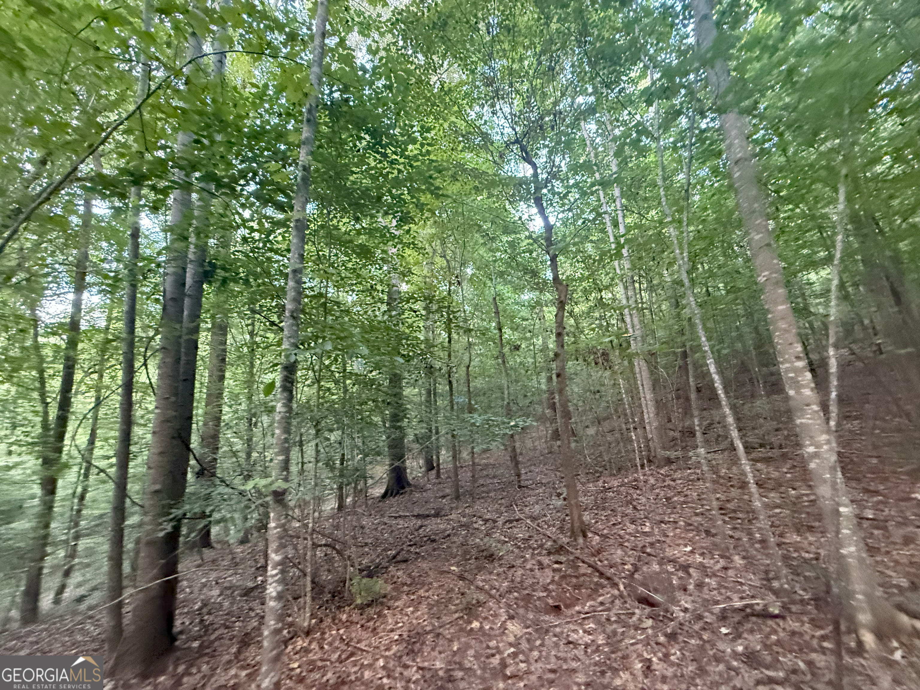 1 Bunch Road Tignall, GA 30668 - Photo 11 of 35 a backyard of a house with lots of trees