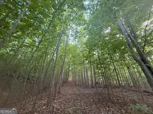 a view of a forest that has large trees