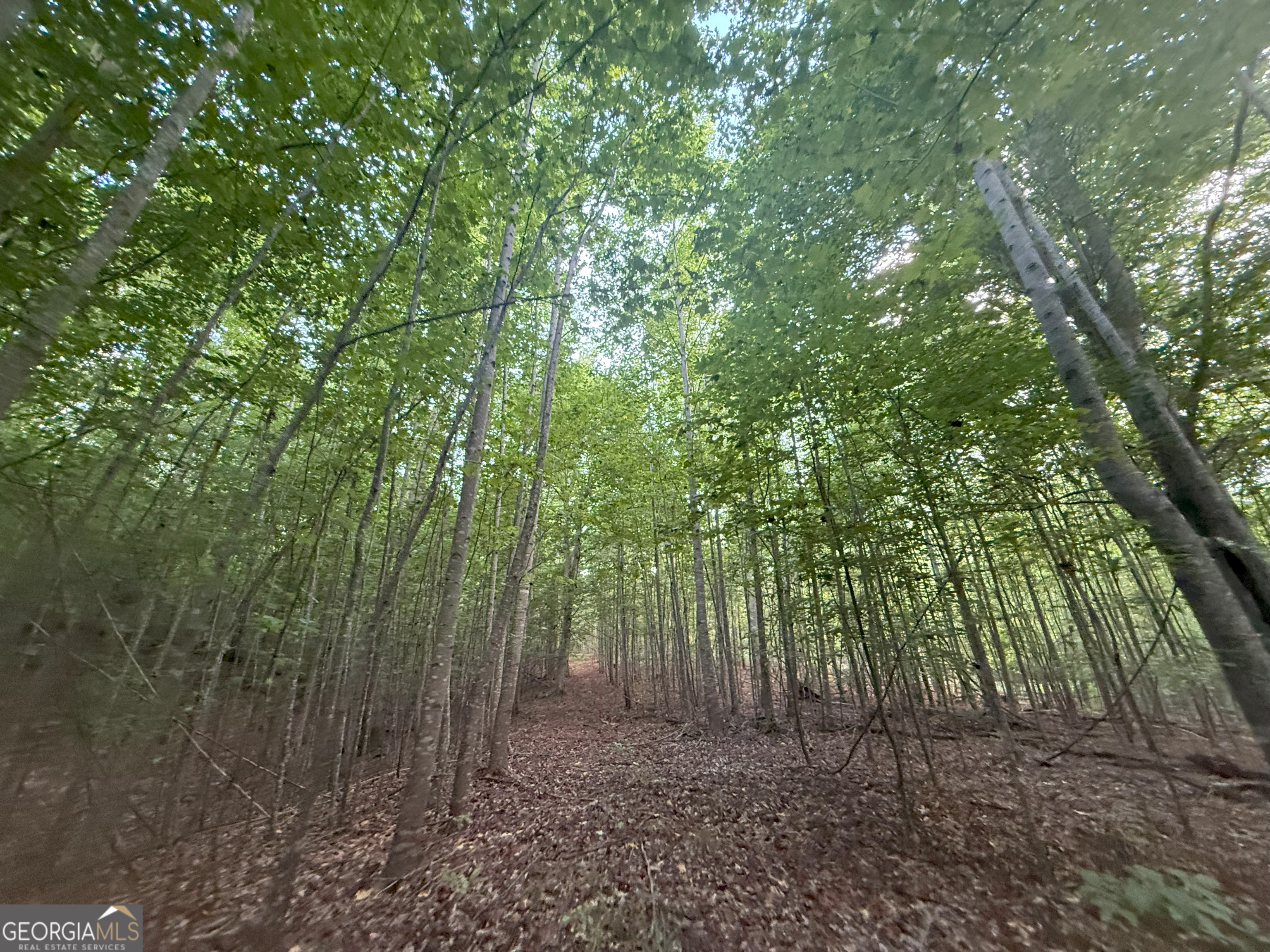 1 Bunch Road Tignall, GA 30668 - Photo 12 of 35 a view of a forest that has large trees