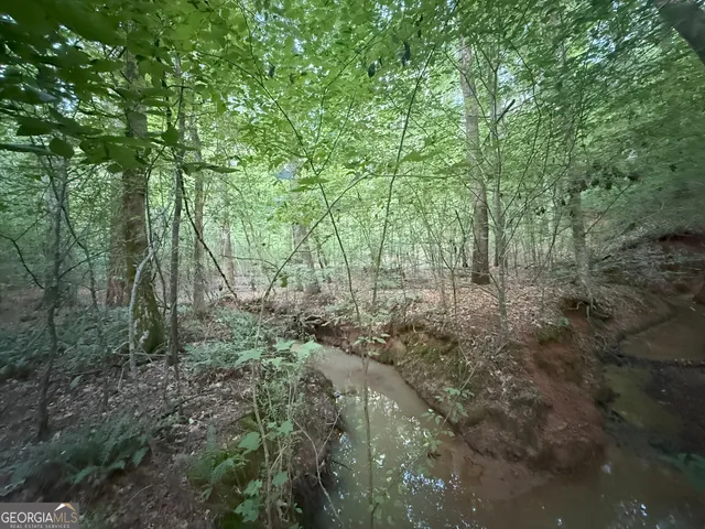 a view of a forest with lots of trees