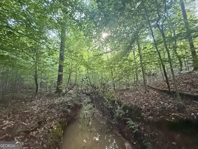 a view of a forest with trees in the background