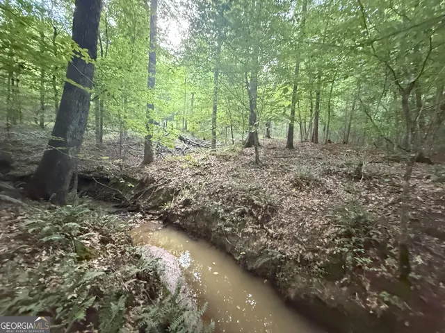 a view of a forest with trees in the background