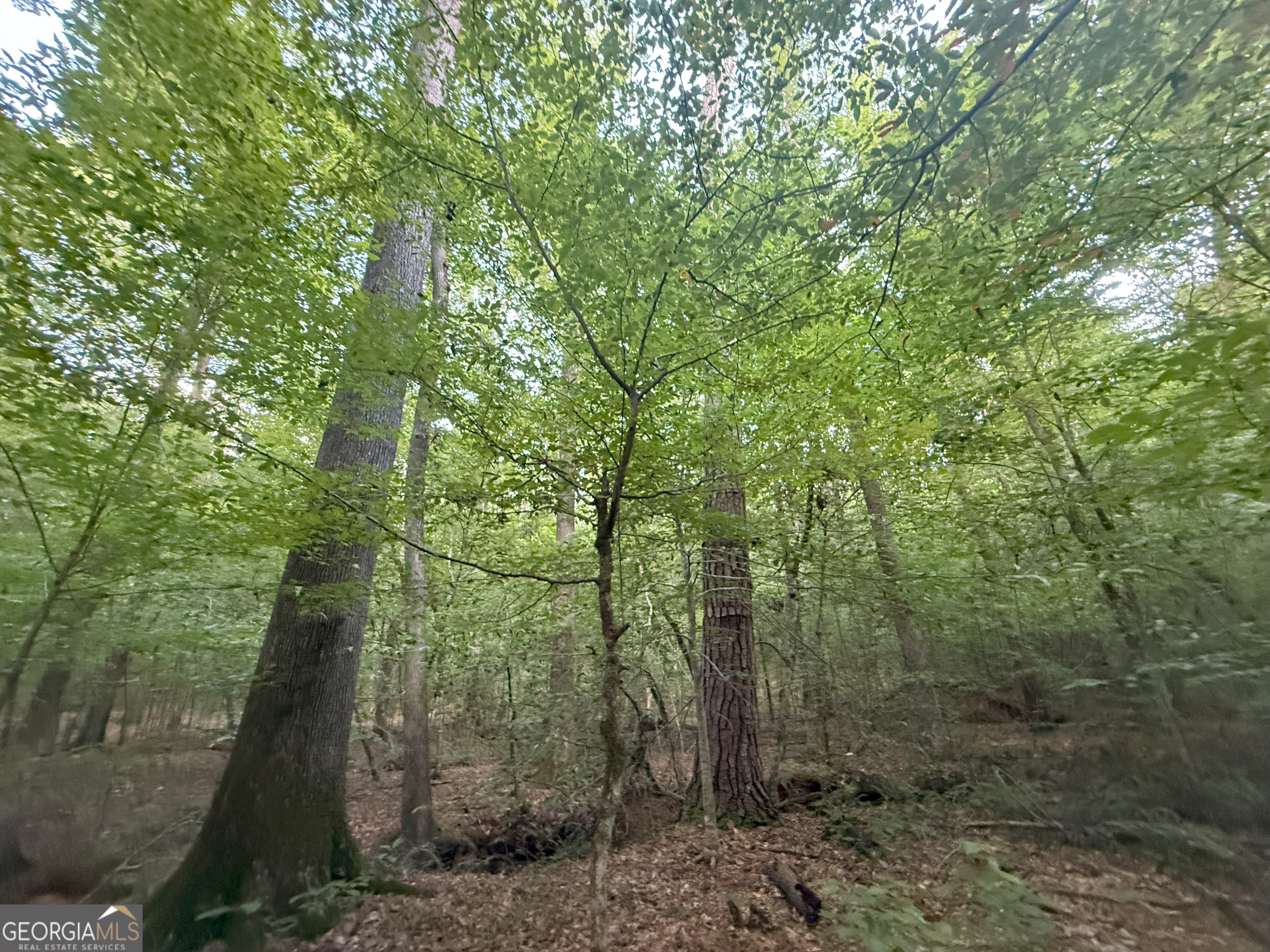 1 Bunch Road Tignall, GA 30668 - Photo 17 of 35 a view of a forest