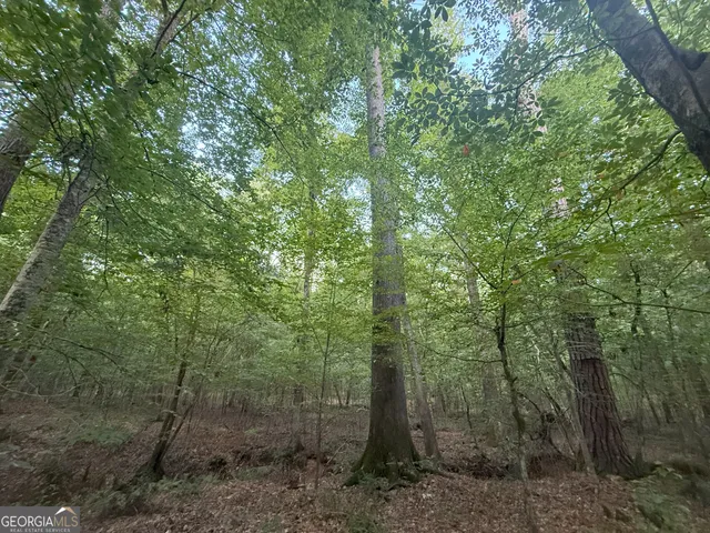 a view of a forest that has large trees
