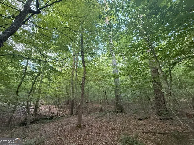 a view of a forest with trees in the background