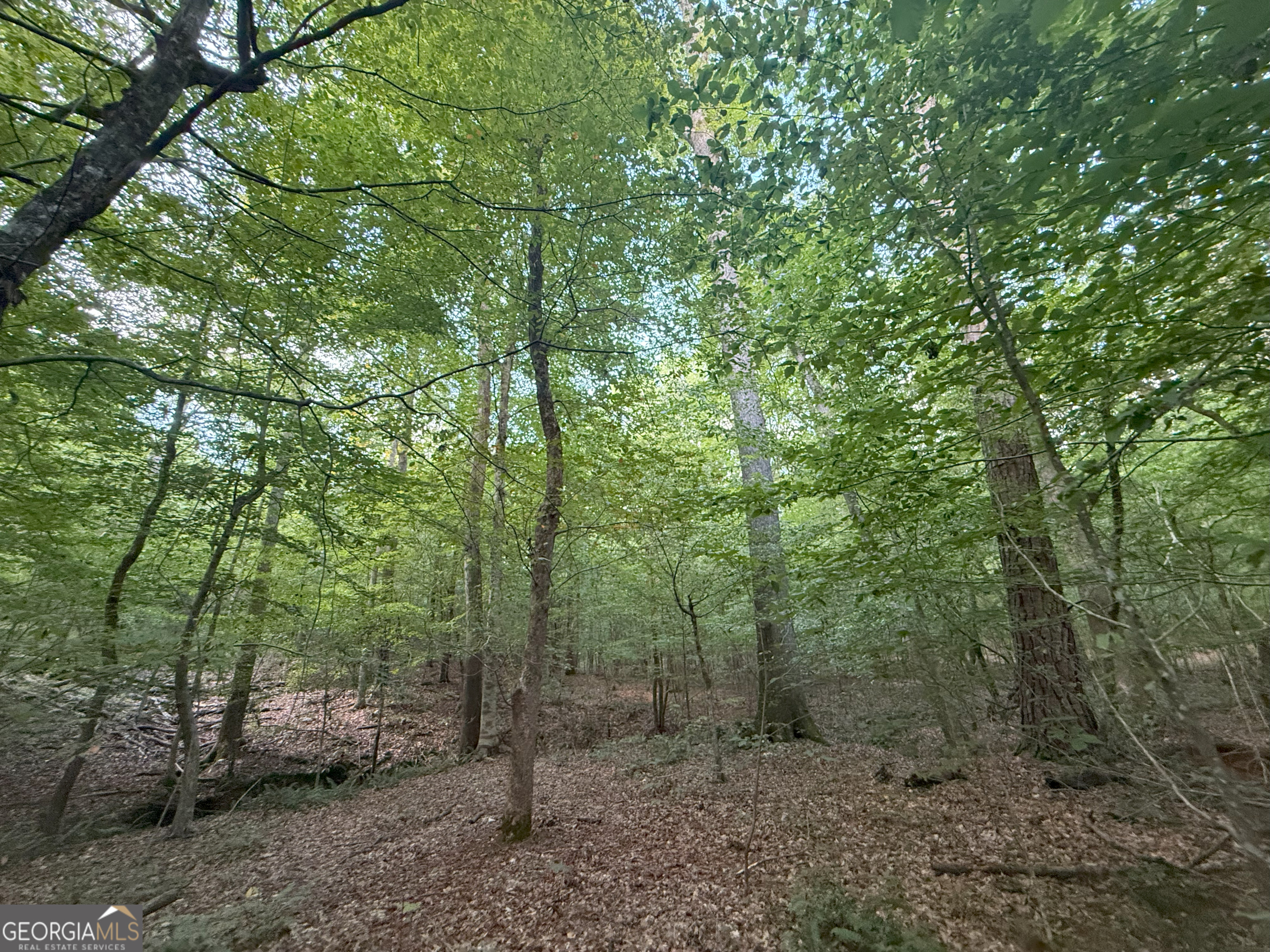 1 Bunch Road Tignall, GA 30668 - Photo 19 of 35 a view of a forest with trees in the background
