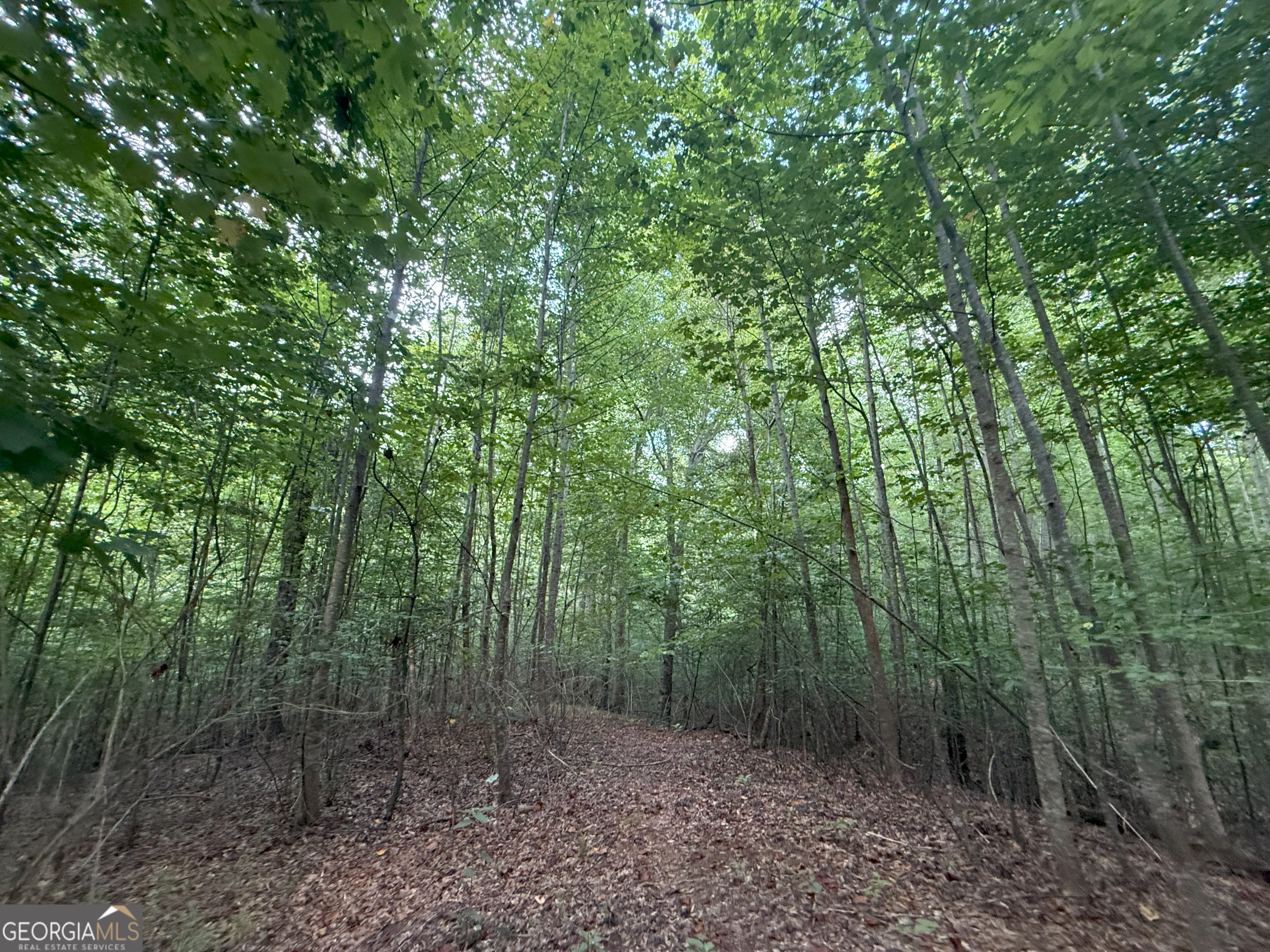 1 Bunch Road Tignall, GA 30668 - Photo 22 of 35 a view of a forest with trees in the background