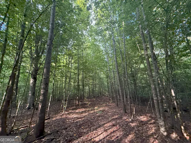 a view of a forest with trees