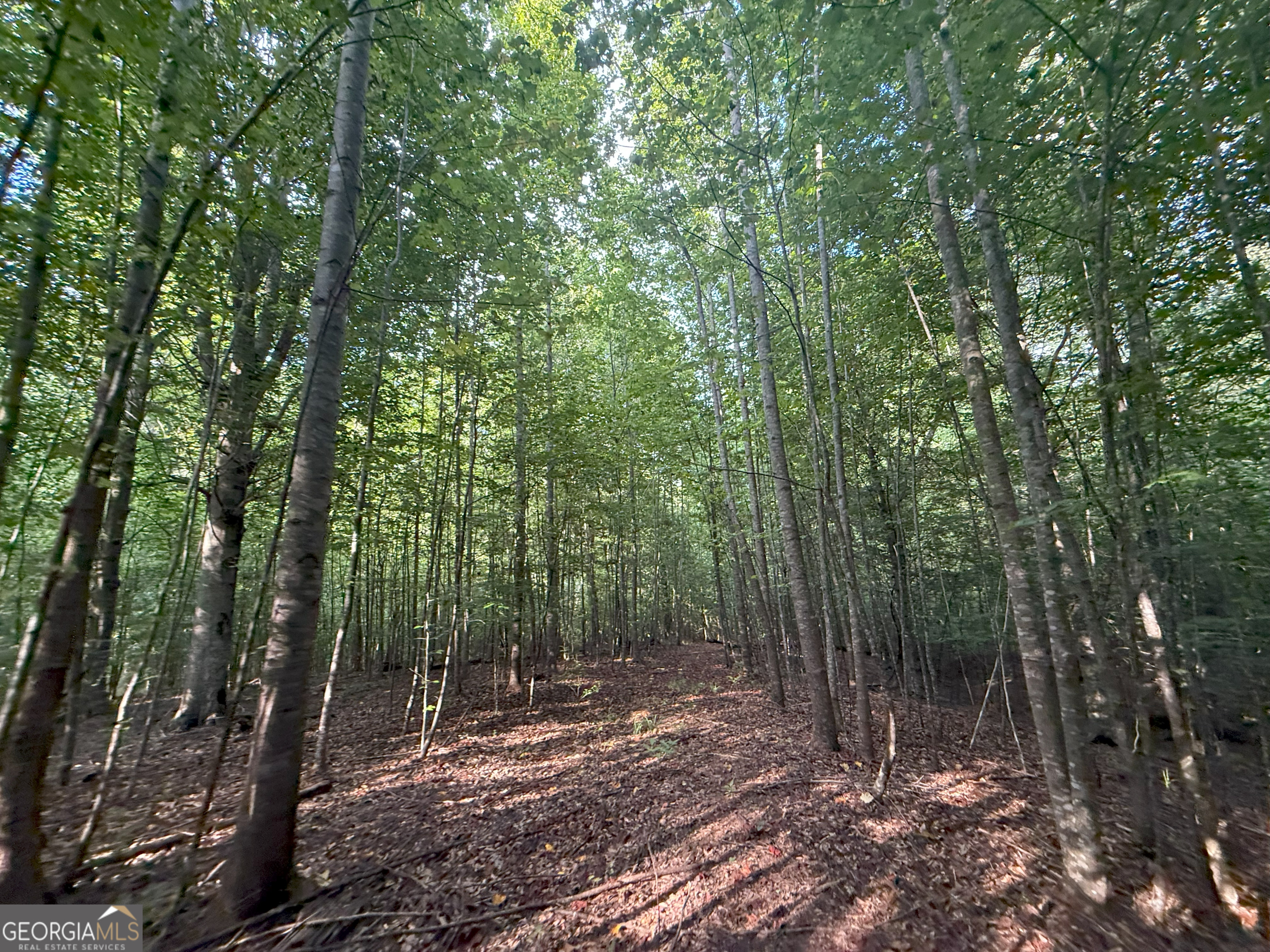 1 Bunch Road Tignall, GA 30668 - Photo 23 of 35 a view of a forest with trees